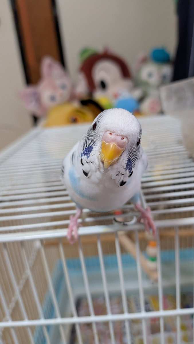 きなこ (@Kinako__0901) / Posts / X