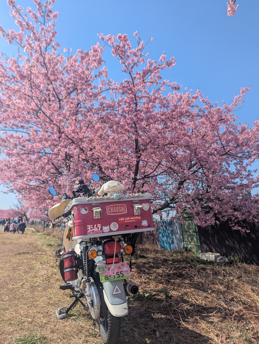 茅ヶ崎JCT近くの 早咲き桜🌸 2年振りかな？