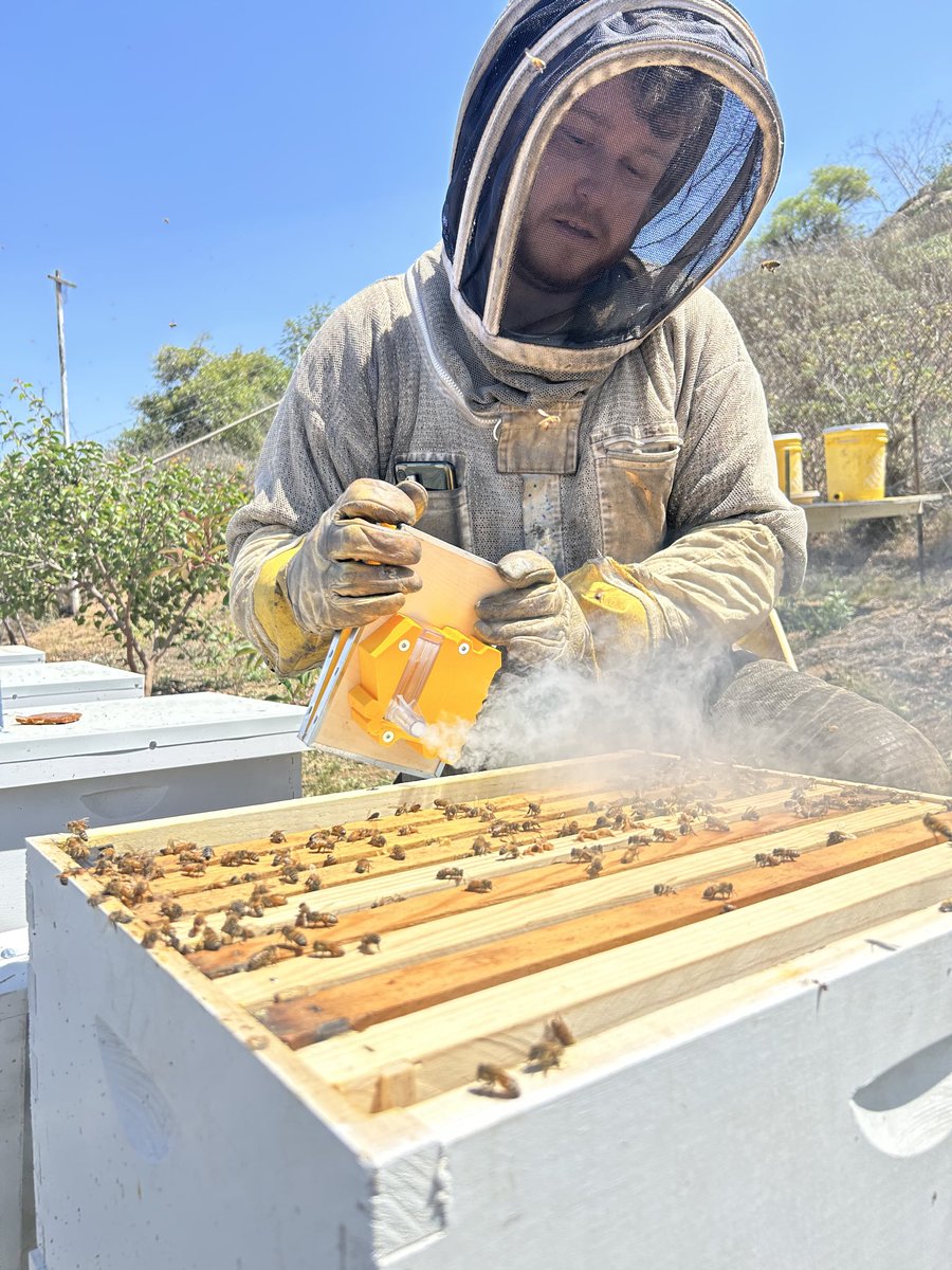 CIBER: Center for Integrative Bee Research (@ciber_bee) / Posts / X