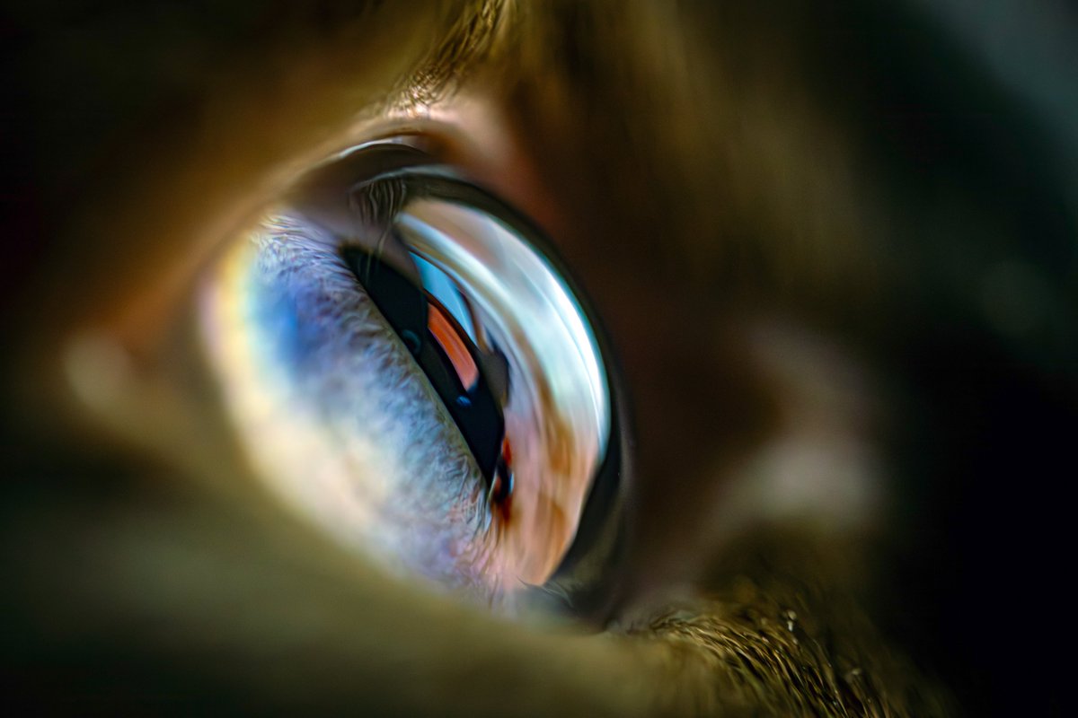 kommanderkarl's tweet image. Continuing to hone my skills in with this new lens. Enjoy more free wallpapers if yall want