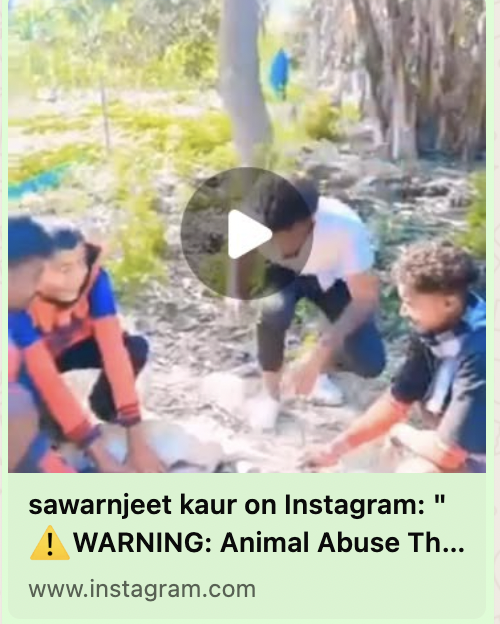 Why aren’t media houses reporting real cruelty like this against dogs?

Men tying down an innocent dog and cutting off its tail is not a “minor incident.” It’s brutal violence. It’s a crime. 

Those responsible deserve jail, and and they will definitely face consequences. 

Tell