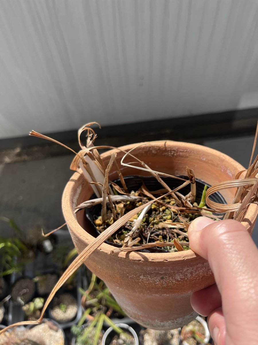 Nakazato T. tweet media