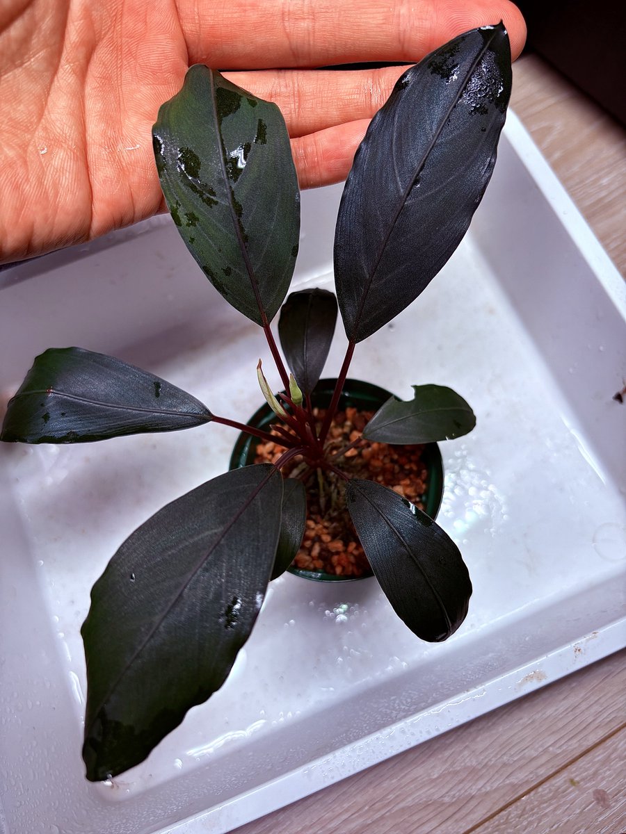 ブセファランドラ