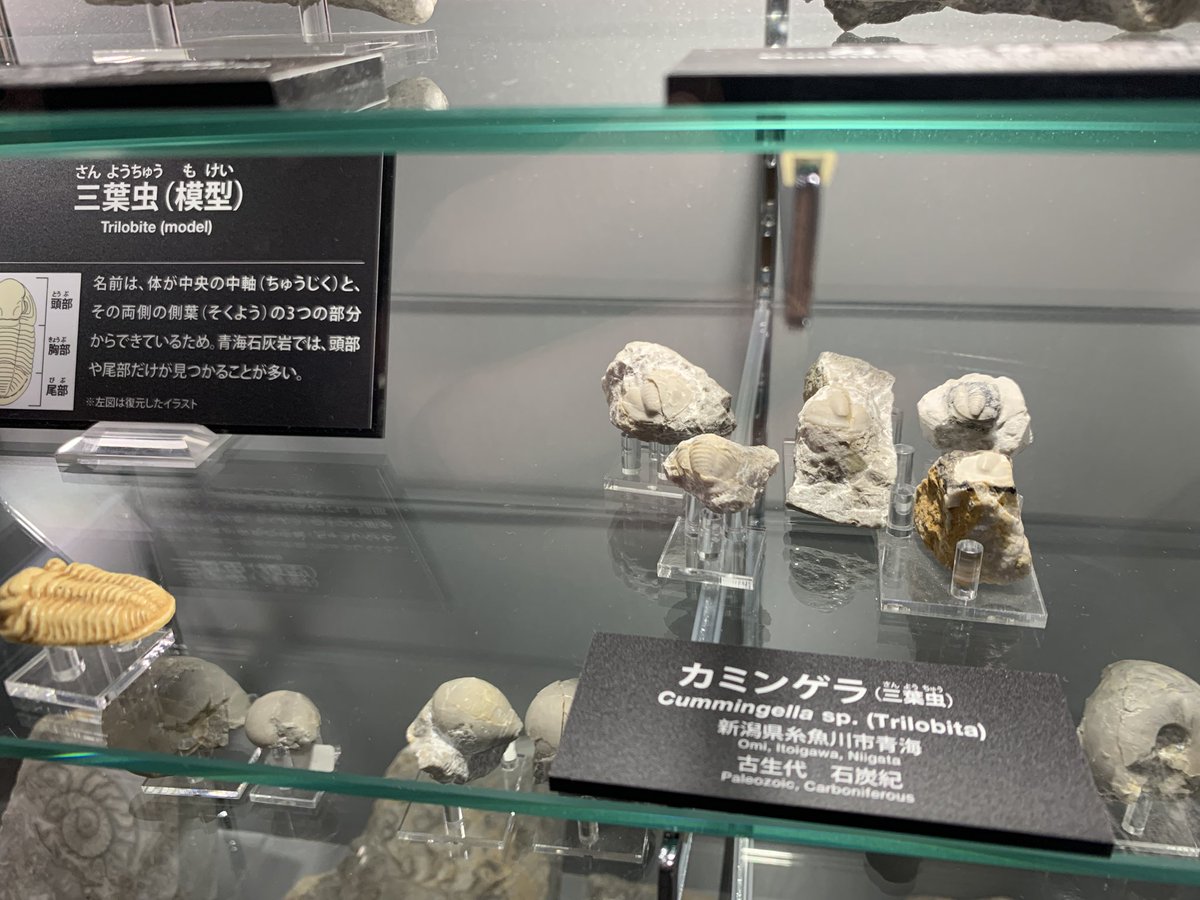 鉱石だけじゃねえ！ おれたちもいるぜ！(化石