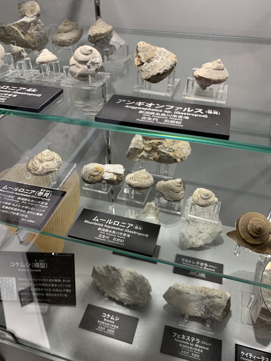 鉱石だけじゃねえ！ おれたちもいるぜ！(化石