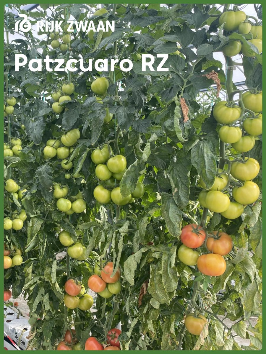RZHellas's tweet photo. Patzcuaro RZ
• Υβρίδιο τομάτας beef με υψηλή ανθεκτικότητα στον ιό της Καστανής Ρυτίδωσης, κατάλληλο και για high-tech καλλιέργειες
• Γευστικός καρπός με έντονο κόκκινο χρώμα και μέσο βάρος 240-280 gr
• Παραγωγικό υβρίδιο ετήσιας καλλιέργειας υδροπονίας
• Ανοχή στο ωίδιο https://t.co/wETznmgFVA
