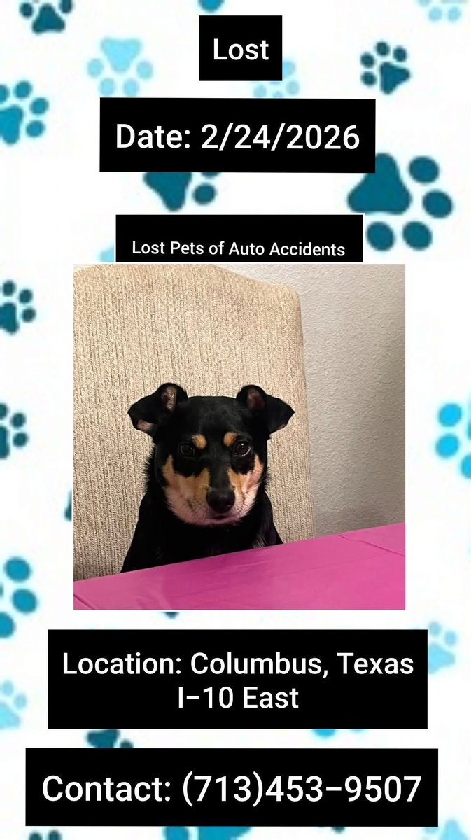 OP: "We got into a bad accident. Everyone survived but we are missing our dog Kevin"
2/24/26
#Columbus #Texas on I-10 East
Male
Black/Tan
2 Yrs Old 
Please contact (713)453-9507 w sightings or information
buff.ly/UdLuhXC #TX #Lostdog
#ColumbusTexas #ColumbusTX