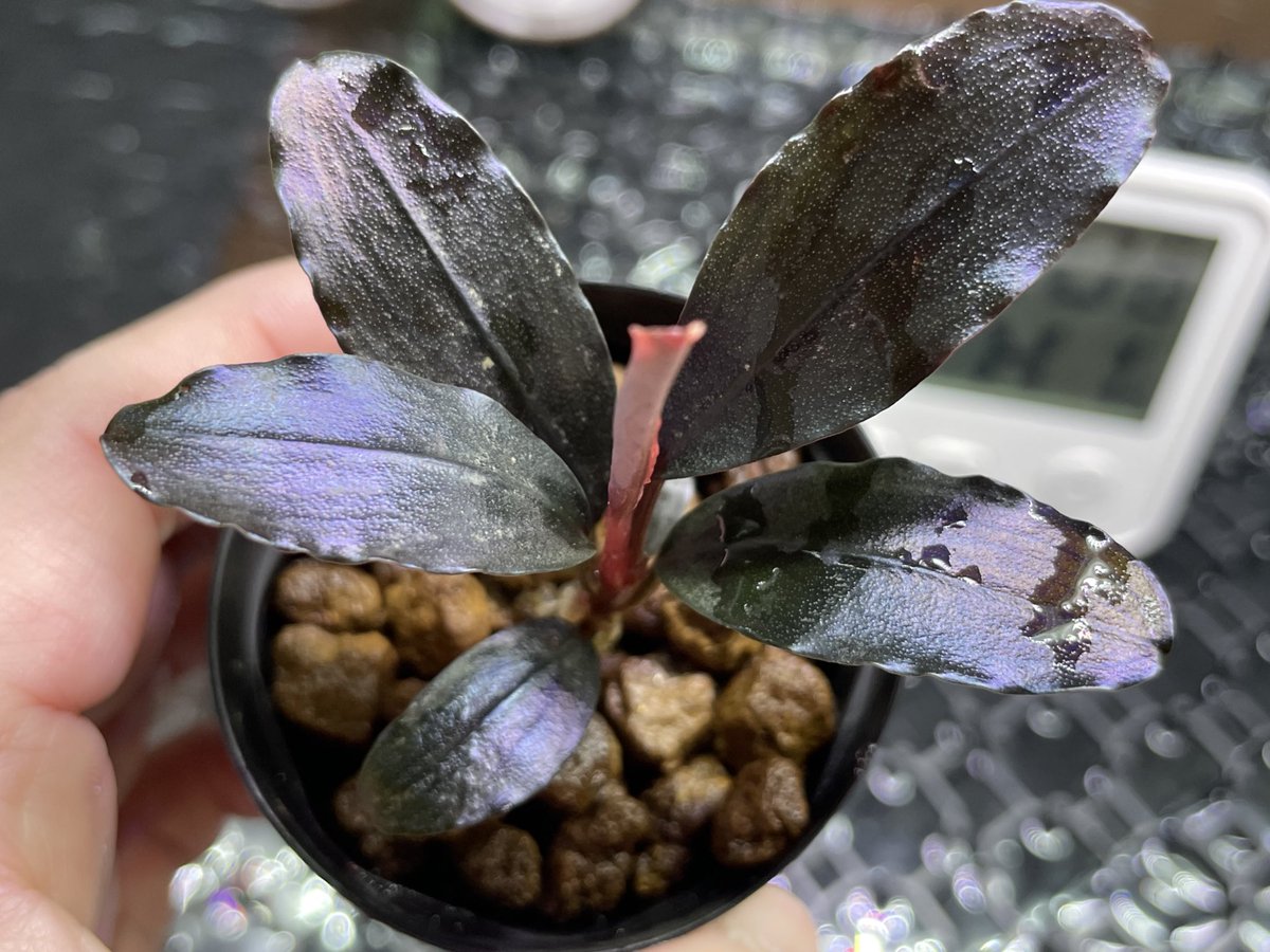 またやってしまったシリーズ🪴 Bucephalandra sp. ''Theia blue'' Blue