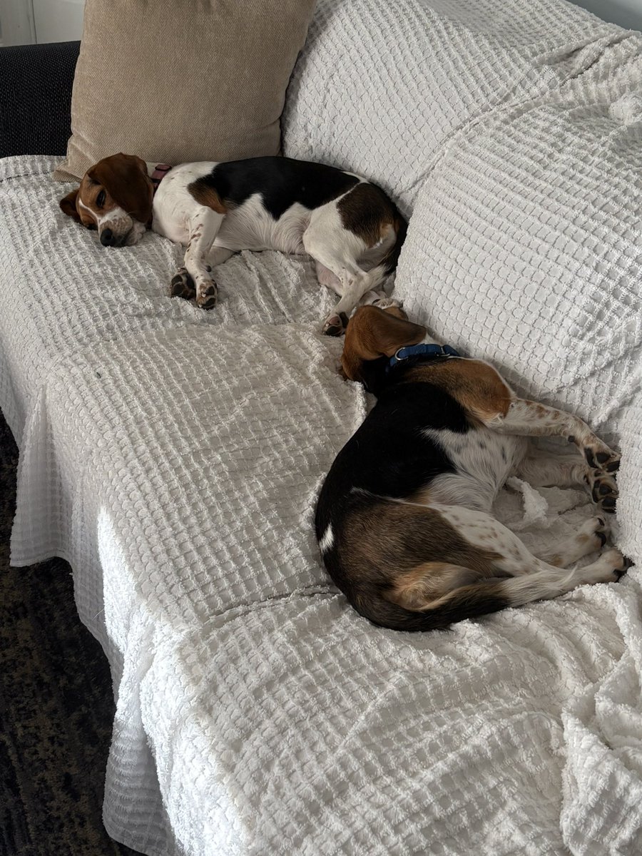 Winnie, Goldie & 🌈🐶 Pip da Beagle tweet media