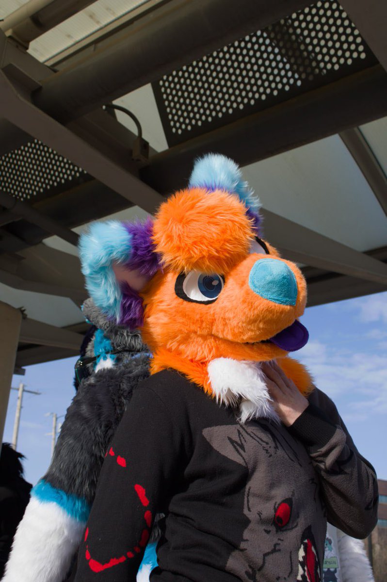 DixonTheWolf's tweet photo. An elegant wolf for #FursuitFriday https://t.co/XVRxwaALNA