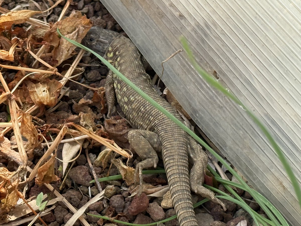 Aaron Jousiffe tweet media