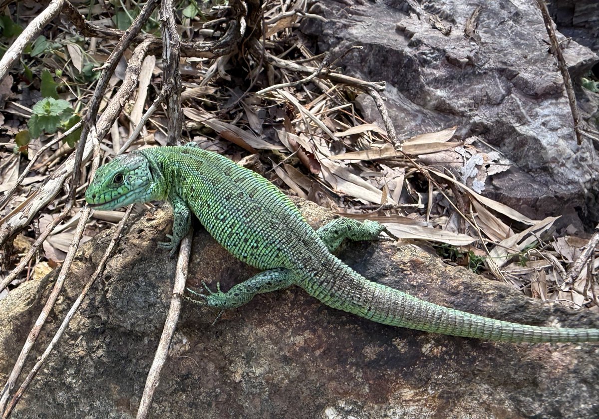 Aaron Jousiffe tweet media