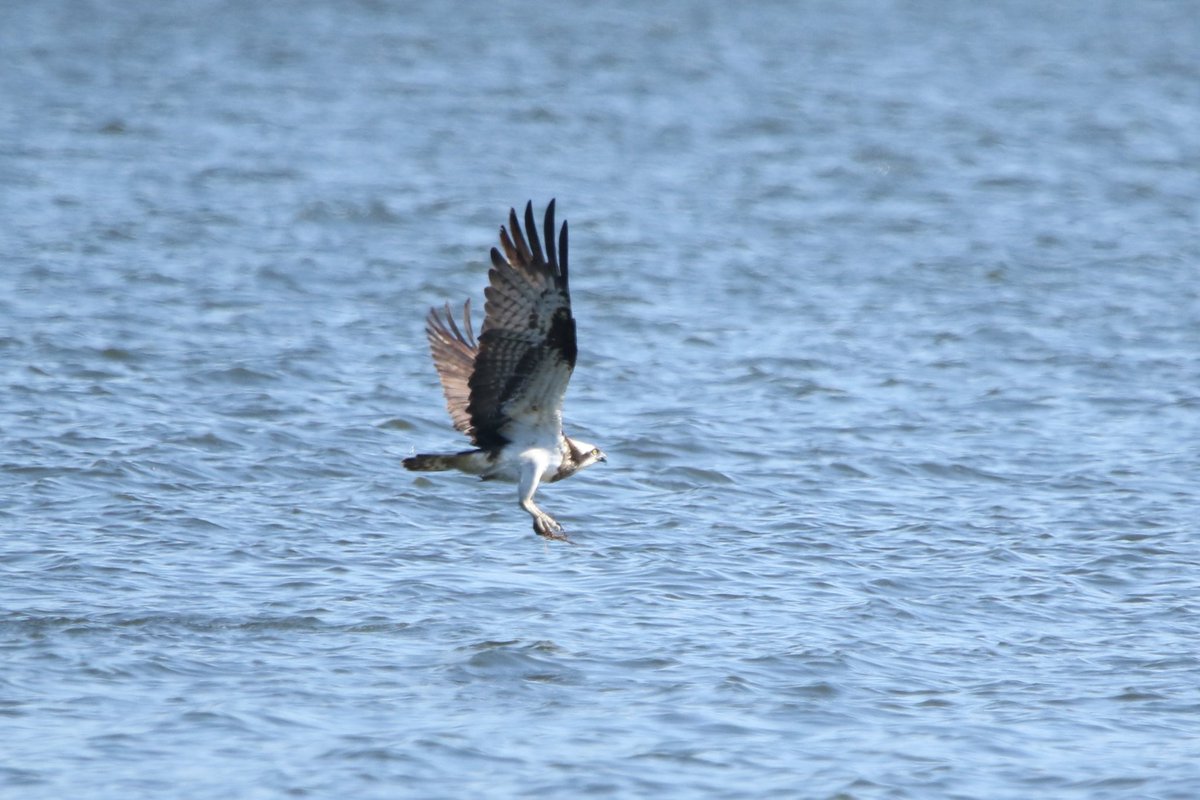riwa_shimizu's tweet photo. いつも通り野鳥撮影していると湖に何回も水浴びをしているミサゴを発見！撮って帰って見てみたら釣り糸が足に絡みついてる😮これでは狩ができません、なんで釣り人は釣り糸を放っておくんでしょうかね？ミサゴが困っているのに、

#ミサゴ 
#三方五湖 
#野鳥撮影 
#釣り糸 https://t.co/S6fnGfOdnp