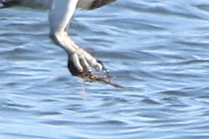 riwa_shimizu's tweet photo. いつも通り野鳥撮影していると湖に何回も水浴びをしているミサゴを発見！撮って帰って見てみたら釣り糸が足に絡みついてる😮これでは狩ができません、なんで釣り人は釣り糸を放っておくんでしょうかね？ミサゴが困っているのに、

#ミサゴ 
#三方五湖 
#野鳥撮影 
#釣り糸 https://t.co/S6fnGfOdnp