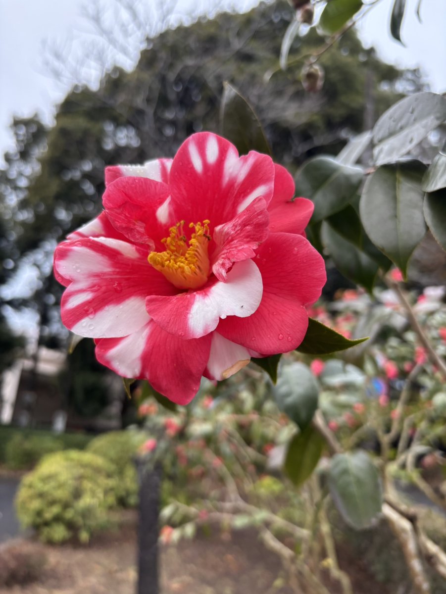 2026/2/28 白斑の入った八重咲の椿です。 白斑は、花弁の一部の色素を