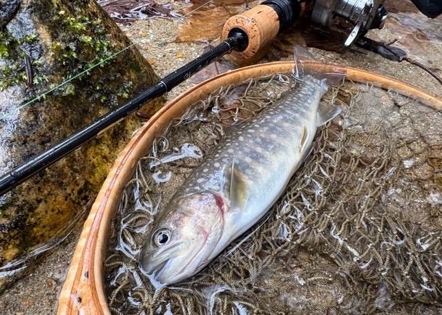 KHgyokyou's tweet photo. さて！？！？
いよいよ明日渓流釣り🎣解禁です🐟

釣果のポストに「#峡北漁業協同組合 」と
入れていただけると
とても嬉しいです😃

写真は試し釣りで釣れた🐟です🫡

#渓流釣り #明日解禁 #いわな 
#あまご　#山梨県 https://t.co/OoA2M721An