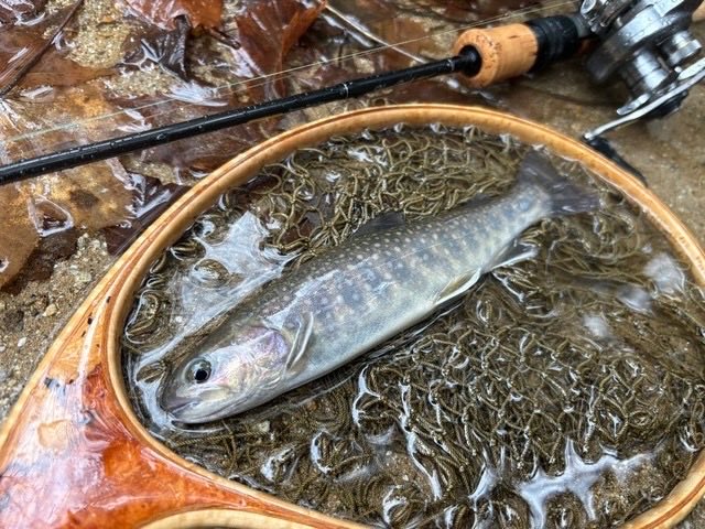 KHgyokyou's tweet photo. さて！？！？
いよいよ明日渓流釣り🎣解禁です🐟

釣果のポストに「#峡北漁業協同組合 」と
入れていただけると
とても嬉しいです😃

写真は試し釣りで釣れた🐟です🫡

#渓流釣り #明日解禁 #いわな 
#あまご　#山梨県 https://t.co/OoA2M721An