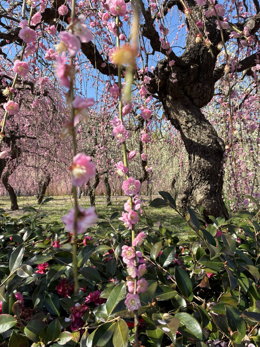estrell41019382's tweet photo. At Agricultural Center in Nagoya. 
Weeping plum trees are in full bloom. 
#delafarm #agriculturalcenter https://t.co/hQ5UdvAyRE