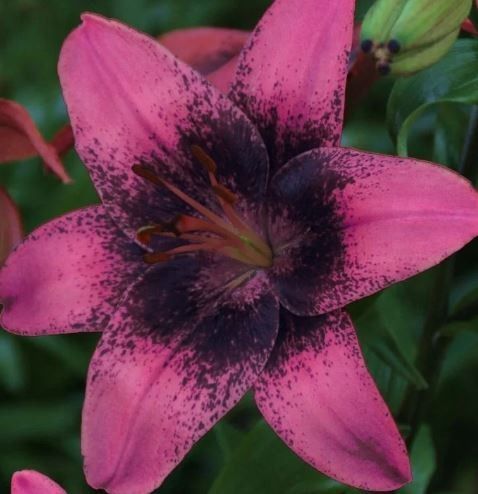 Irl sona but it has a Purple dream lily flower instead of the Easter lily our System/Echo sona has 
.
(it might be the wrong flower name, let me know if im wrong)