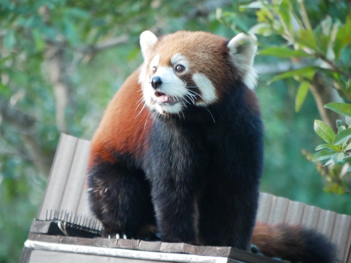 orangebanabana's tweet photo. ๐ฉไธญใใใใใใชใผใกใใ๐
#ใฎใใปใใใผใฏ
#ใฌใใตใผใใณใใ#redpanda
#ใชใผใใกใ#ๆ่ฑใ#Reafa https://t.co/3jNd126R7w