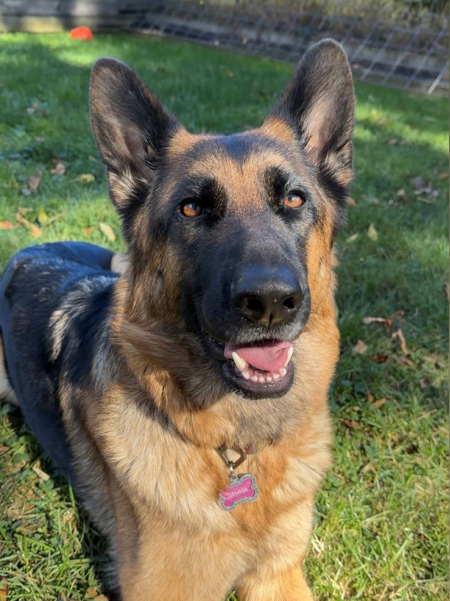 JamieFairc29036's tweet photo. Why Do You Love….?
#GermanShepherd #GSD #ShepherdLove #ShepherdLife #Germanshepherdsofinstagram #GermanShepherdusaloverrr https://t.co/hP63452gnm