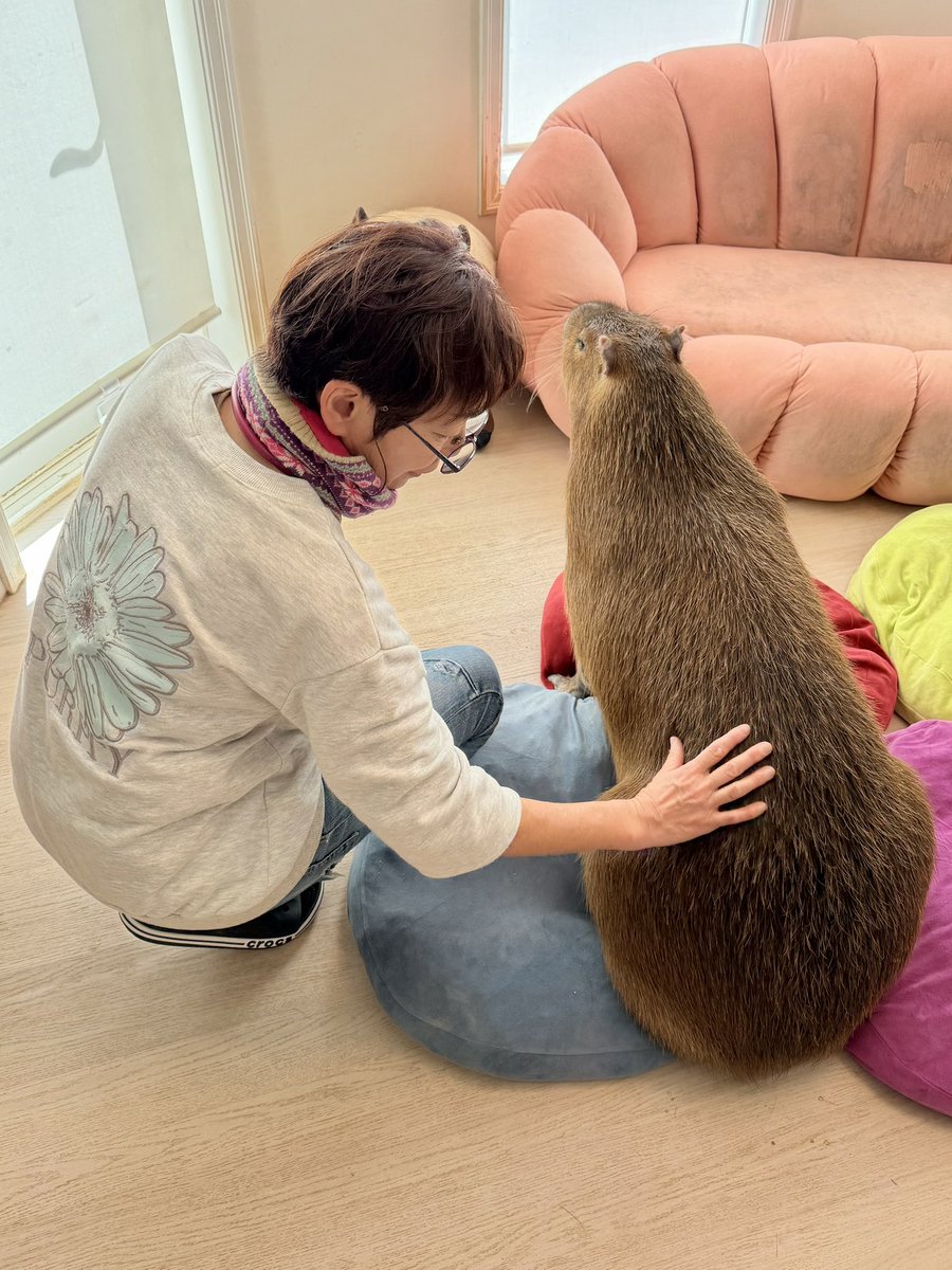 愛知カピバラ飼育養成所 tweet media