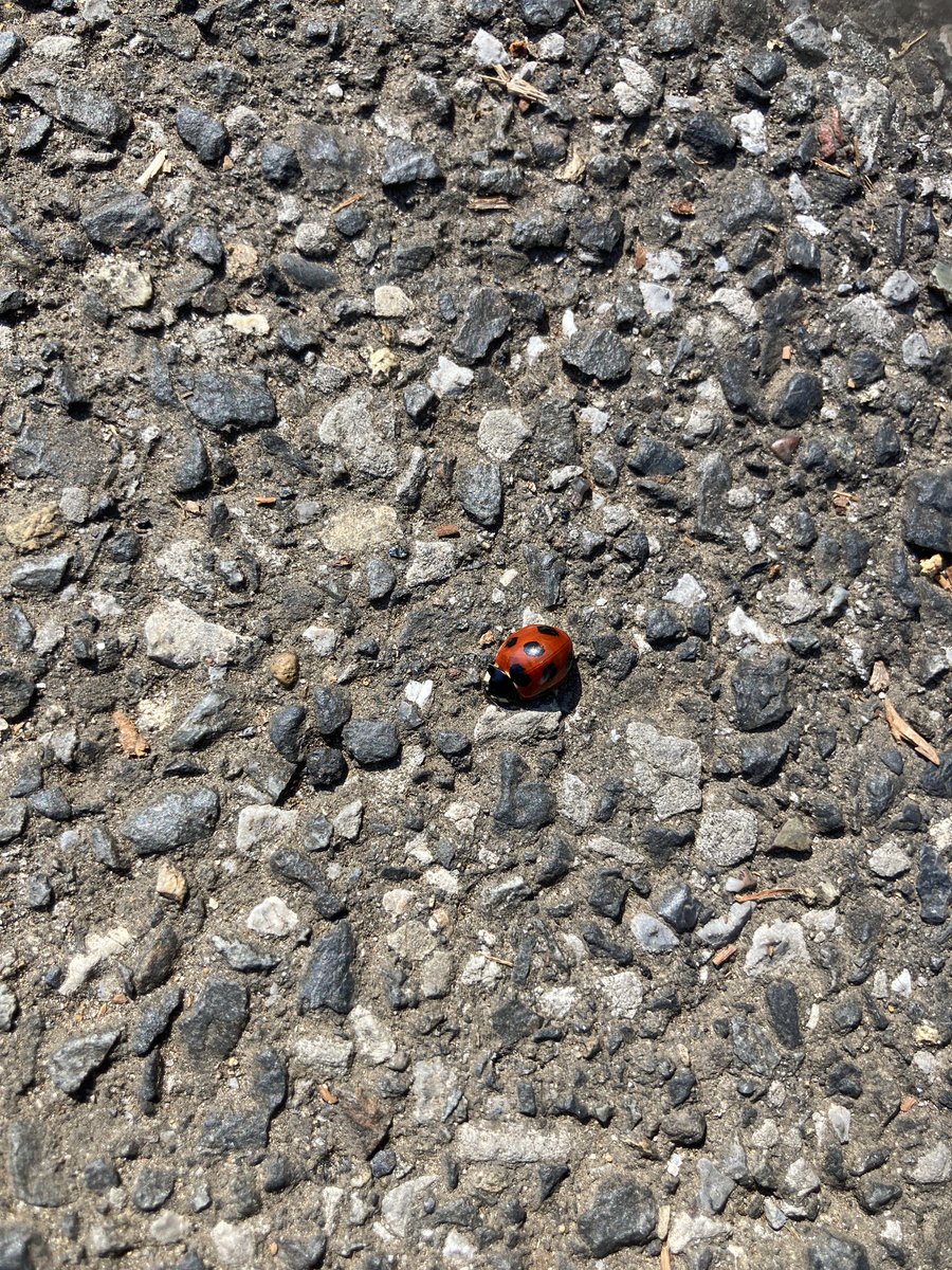 Nomura Bad Attack tweet media