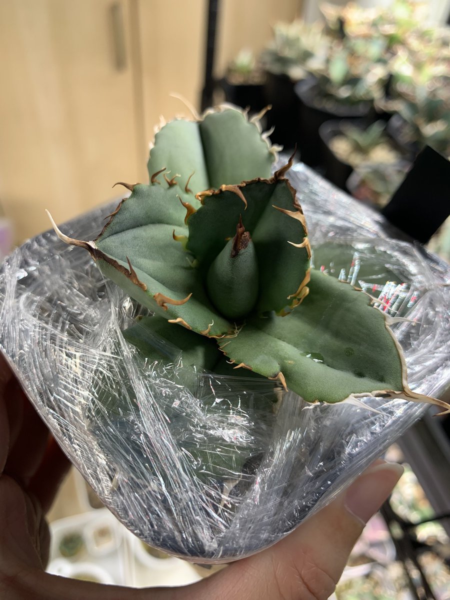 Xにいなかったカマゴリくんの株が届いた おまけに良い株付けてくれて