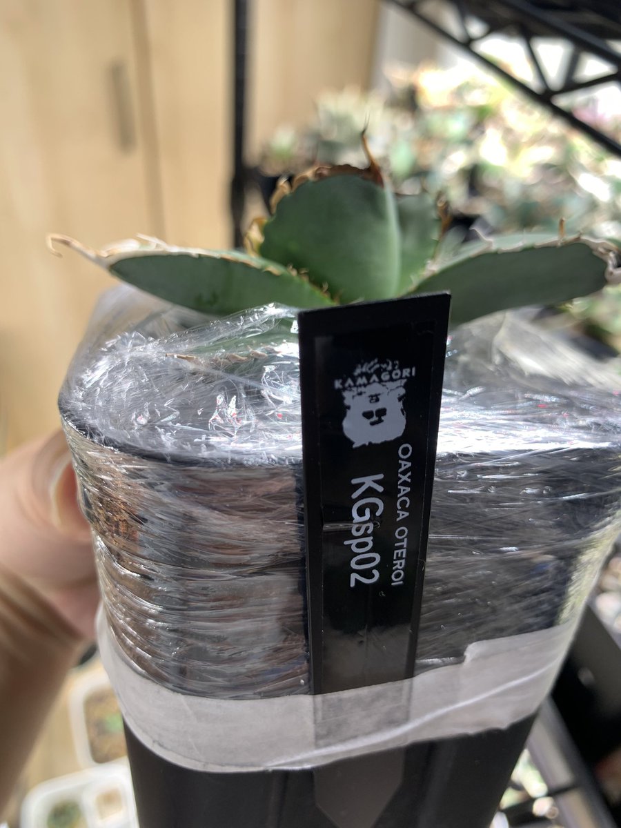 Xにいなかったカマゴリくんの株が届いた おまけに良い株付けてくれて