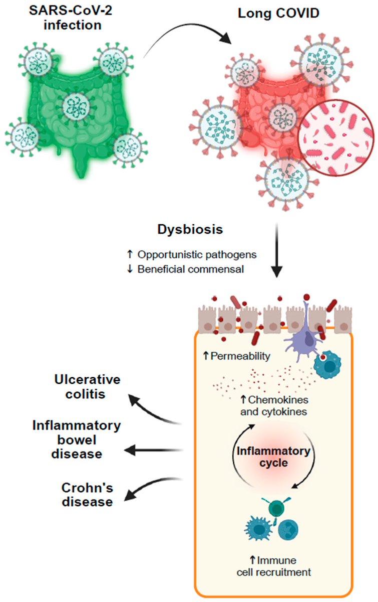 A new review suggests that persistent SARS-CoV-2 infection in the gut may play a role in #LongCOVID.

➡️ The virus or its remnants may remain in the intestines and interact with the gut microbiota, potentially driving ongoing symptoms.  

➡️ Researchers propose that changes in