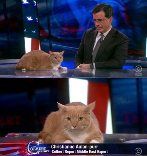 No Cats No Life (@nocatsnolife_m) on Twitter photo 