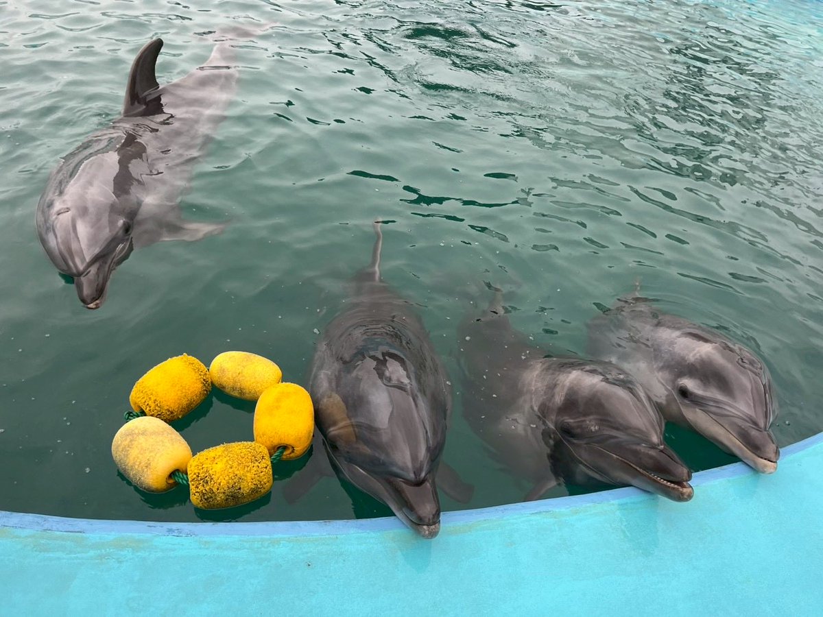 ⚠️ご注意⚠️
明日からのプレオープンはバンドウイルカ（通称:あねごーず）のプールのみでの縮小営業となりますℹ️

人気者のカイくん🐬や、はなごんず、あざらしーず🦭にはプレオープンではまだ会うことが出来ません😣
この子たちに会いたい！と思ってくださるみなさまはもうしばらくお待ちください🙇‍♀️