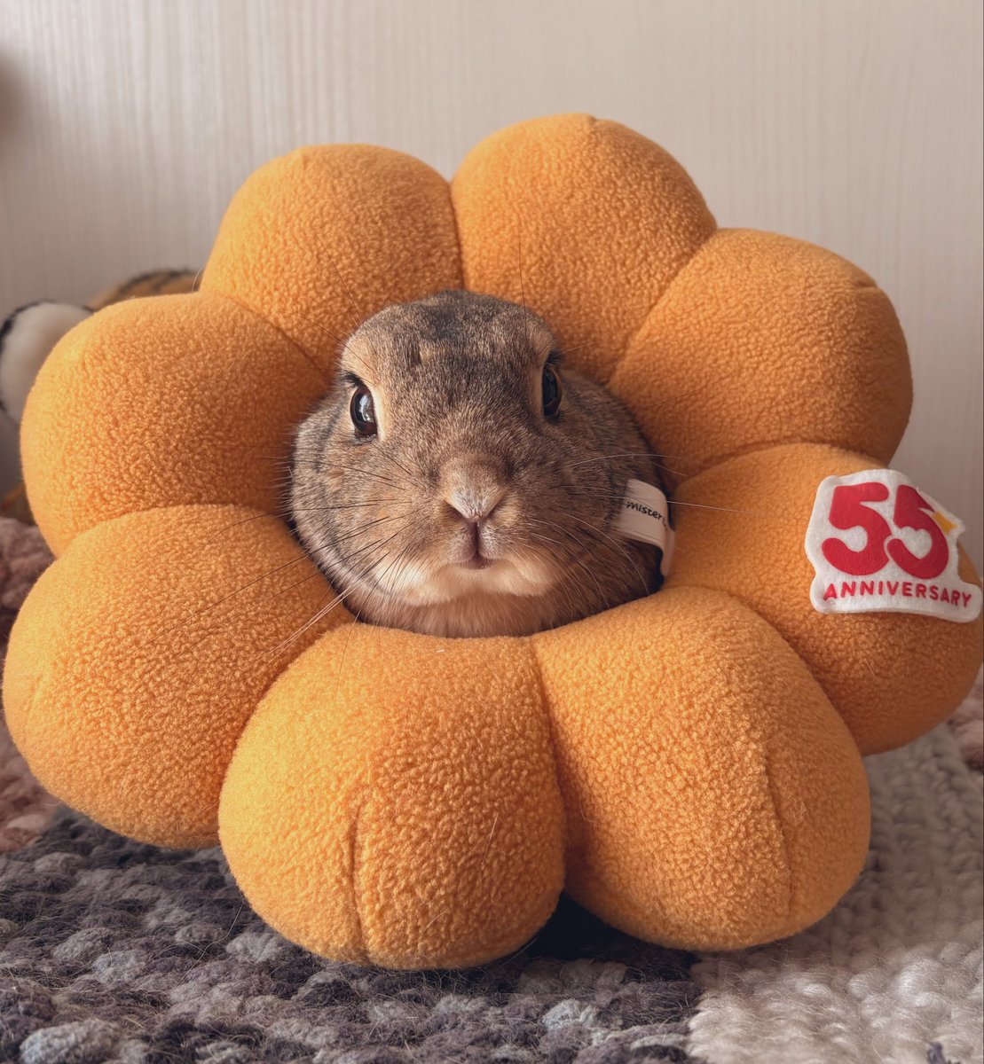 うさぎのちゃっぴー tweet media