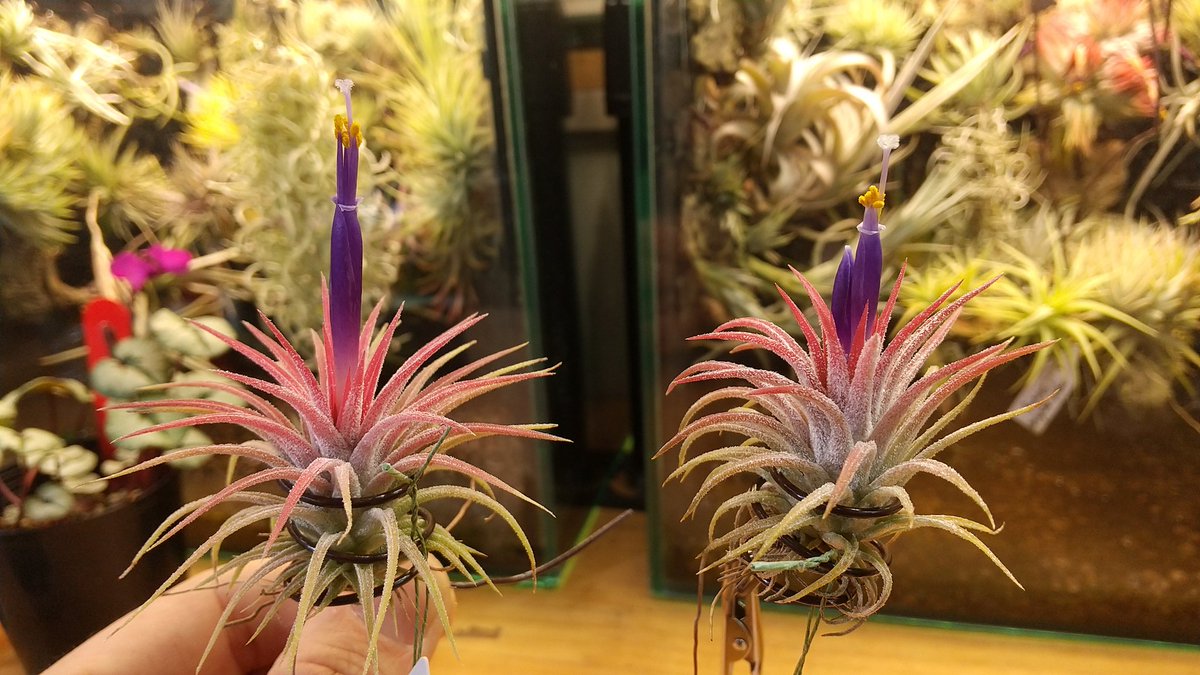 お客様のところでも咲いて先日投稿しておりますが、店の方でも交配