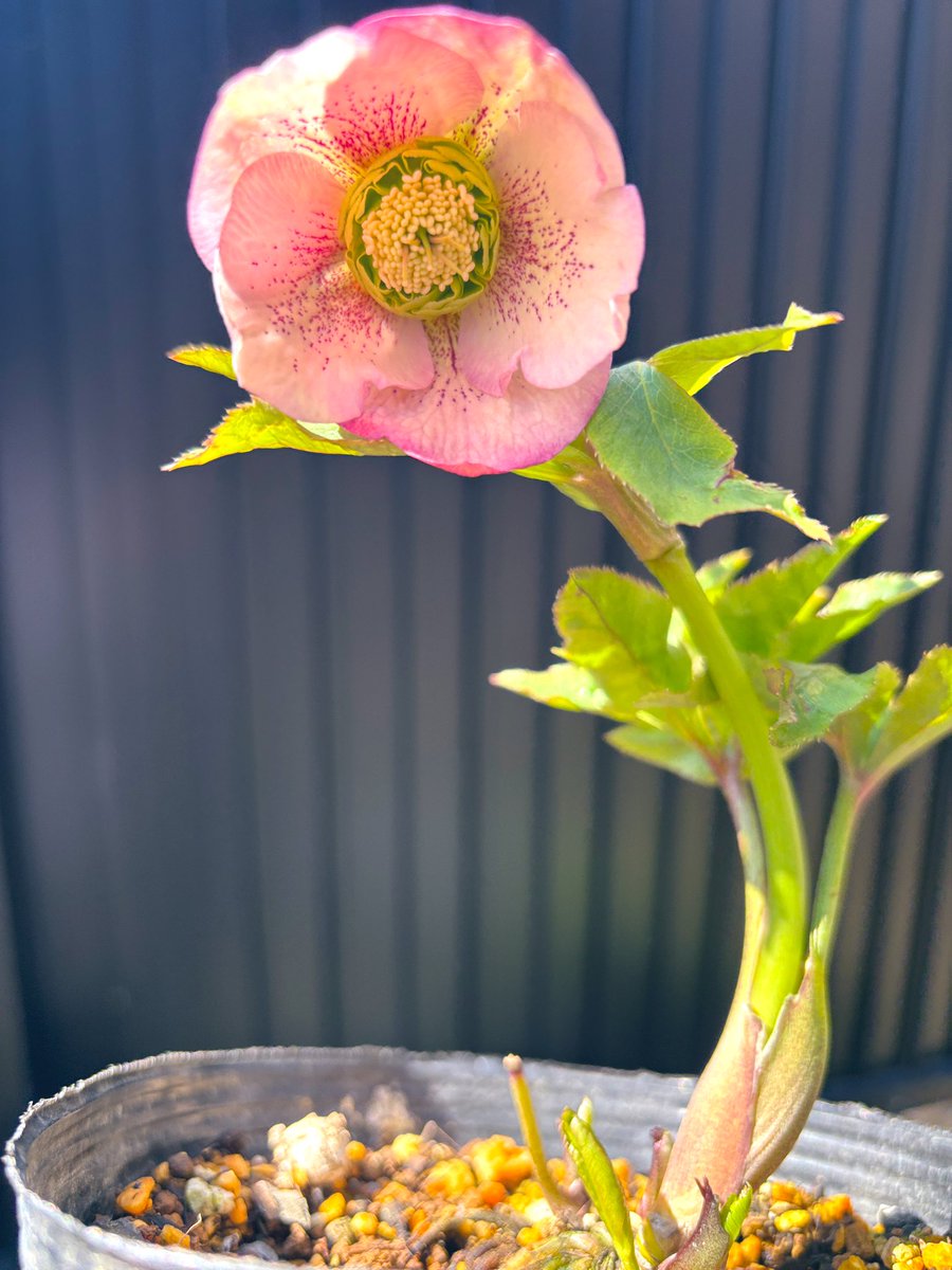 種まきクリスマスローズ