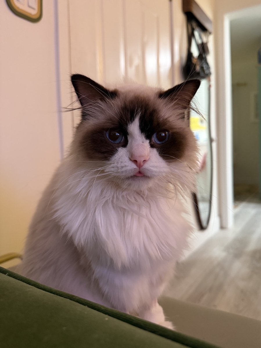 serinide tweet media