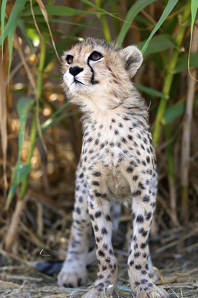 ᐯIᗪᗩᖇ tweet media