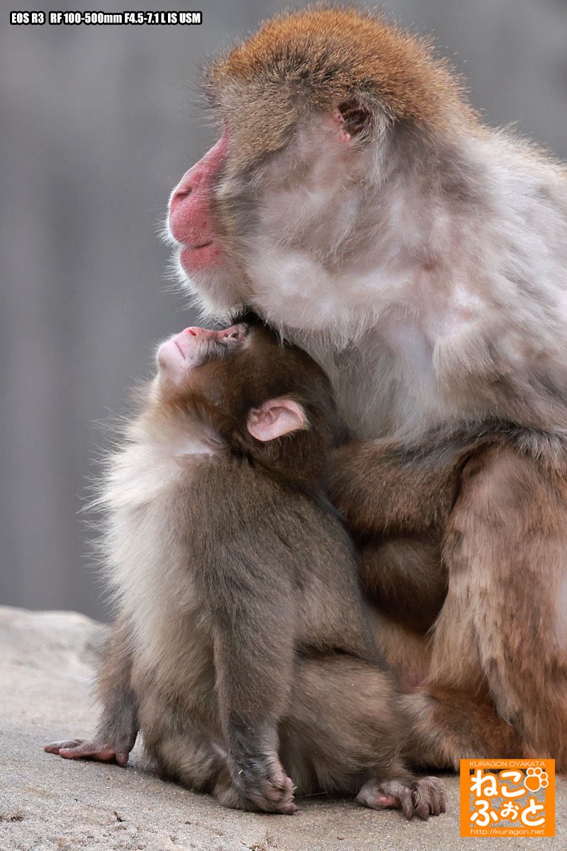 Admiración y ternura con agradecimiento 🐒❤️🤗