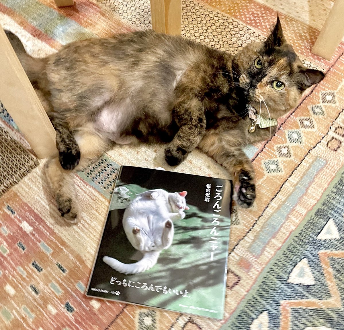 キャッツミャウブックス® (@CatsMeowBooks) / Posts / X