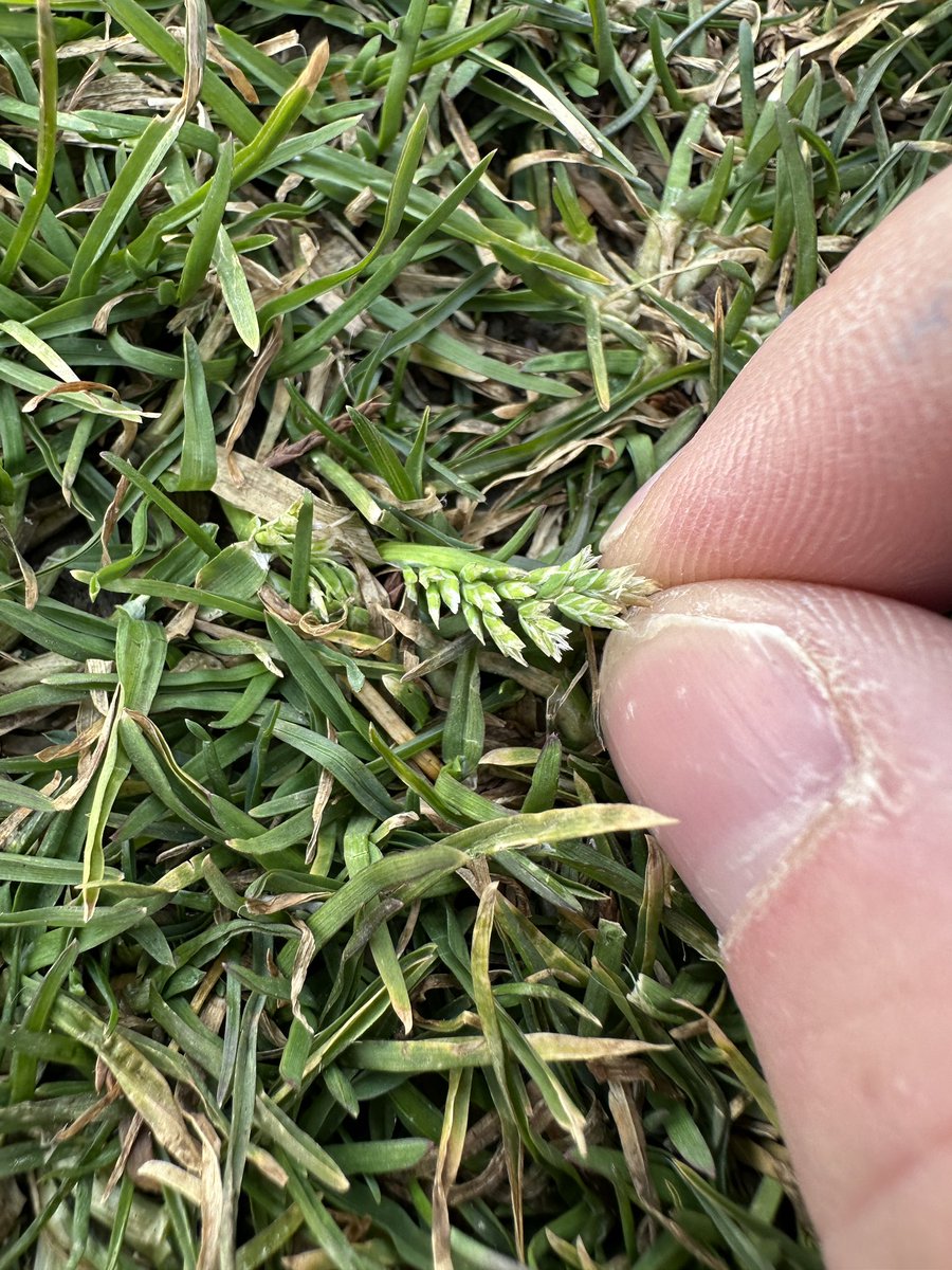 PollioNick's tweet photo. Already seeing some poa seedheads and the snow has just melted.. https://t.co/nAGzyIN3U5