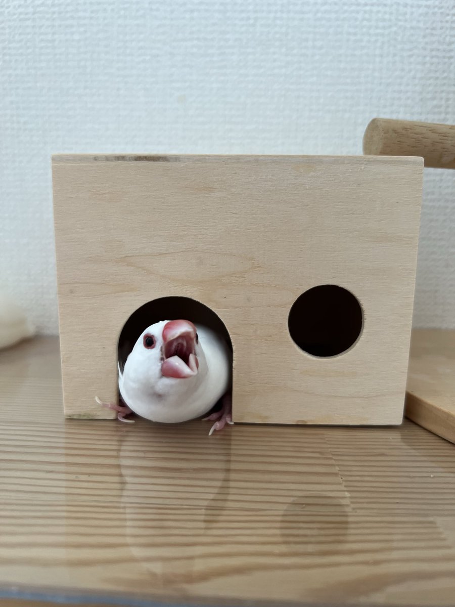 白文鳥のコッコ (@7nNxrg27PIUFCMS) / Posts / X