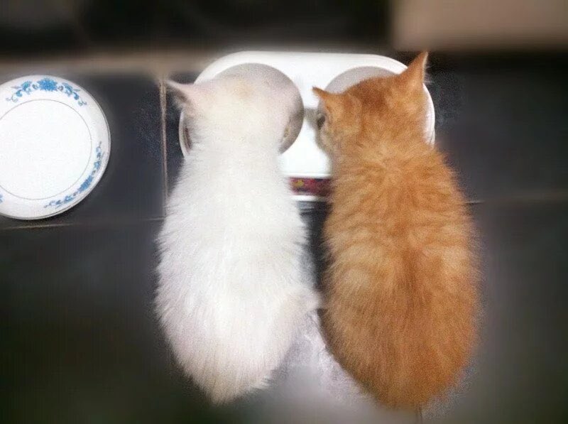 冰比冰水冰 tweet media