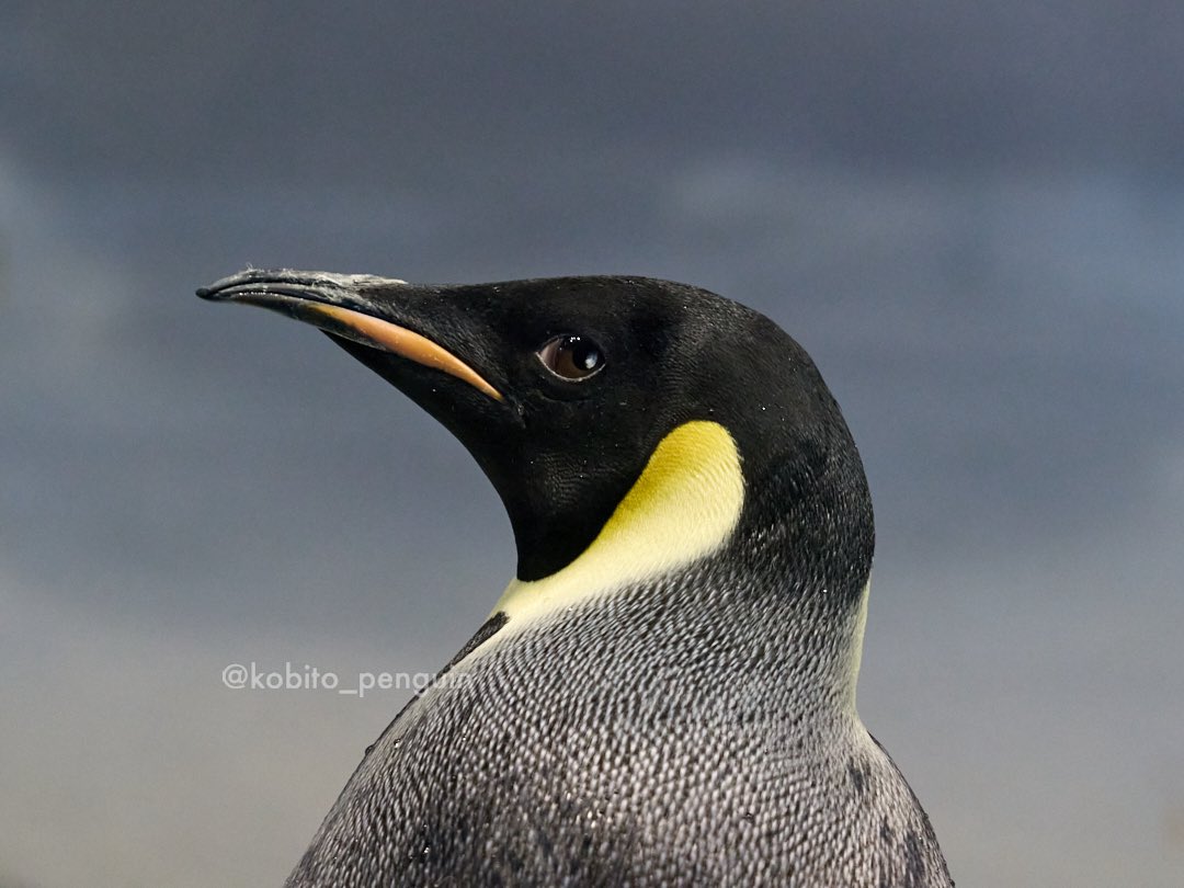 ペンギン様専用 penguin様専用ページ ペンギン様 専用ページ 【公式