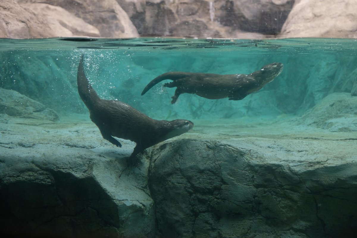 \飼育員ブログ更新とイベントお知らせ/
3月3日の #世界野生生物の日 #WorldWildlifeDay に合わせ、2/28（土）,3/1(日）13:30～　クイズビンゴ大会を開催！
クイズに参加して、世界の野生動植物の現状に一緒に目を向けてみませんか？ブログもご覧ください！
#ときわ動物園
tokiwapark.jp/zoo/staffblog/…