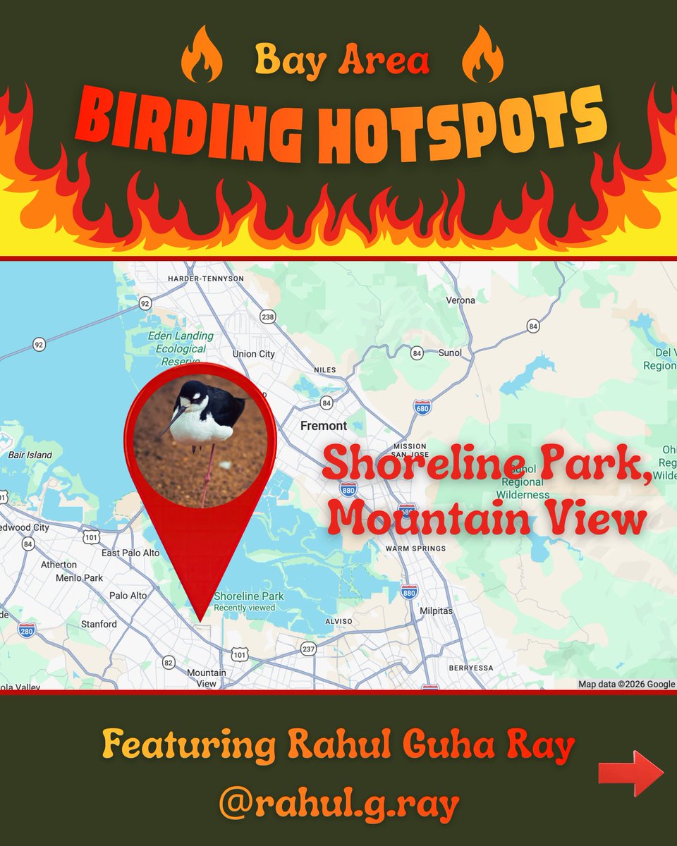 SF Bay Bird Observatory tweet media