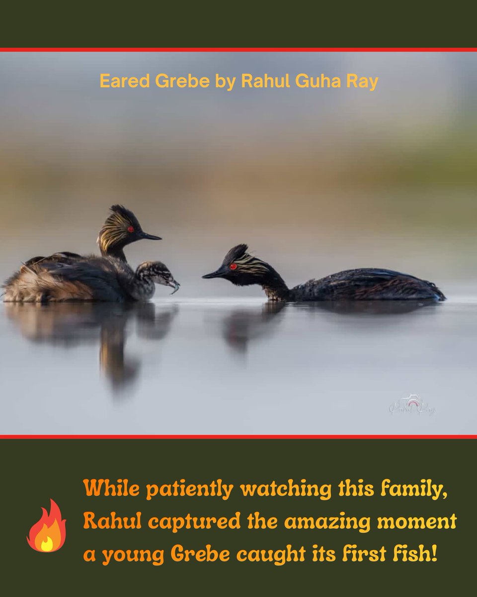 SF Bay Bird Observatory tweet media