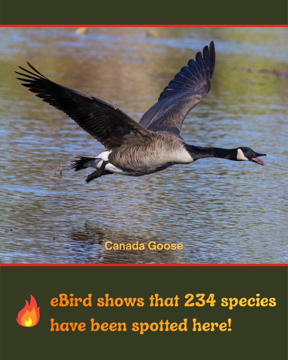 SF Bay Bird Observatory tweet media