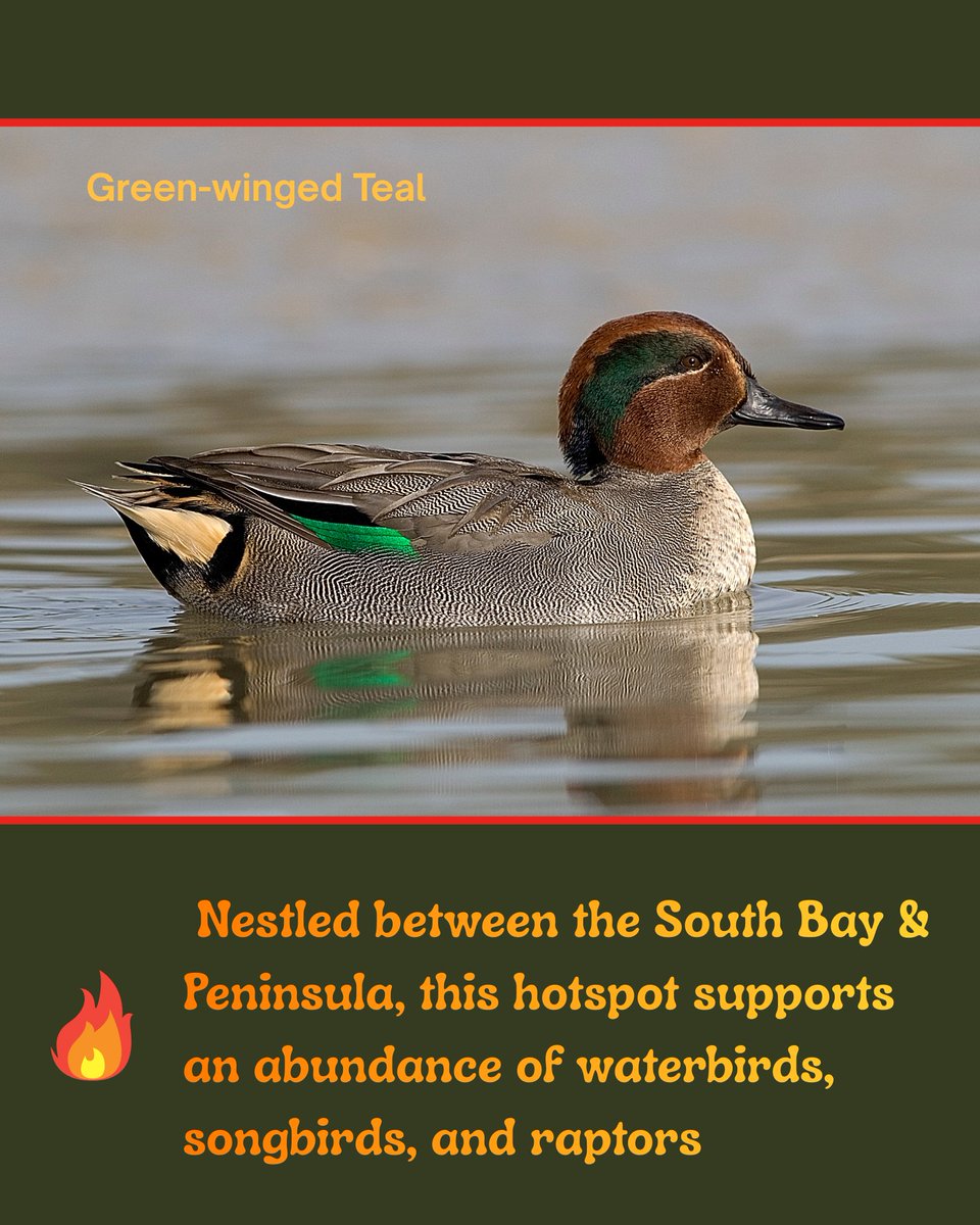 SF Bay Bird Observatory tweet media