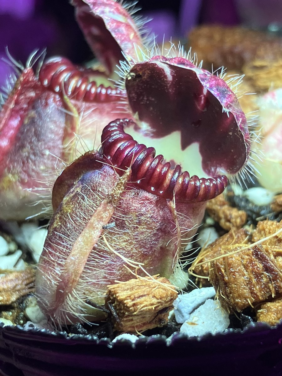 cephMania (@cephMania) / Posts / X