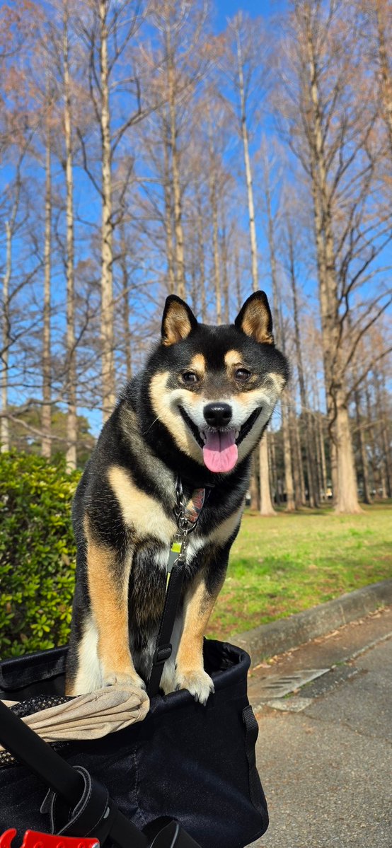 9648ten0727's tweet image. 🐶用のカートデビューしたんだけど、乗り方のクセ😂
かわいいからまぁいいか😂😂
#柴犬がいる暮らし 
#散歩
#柴犬が好きすぎるで使っていいよ